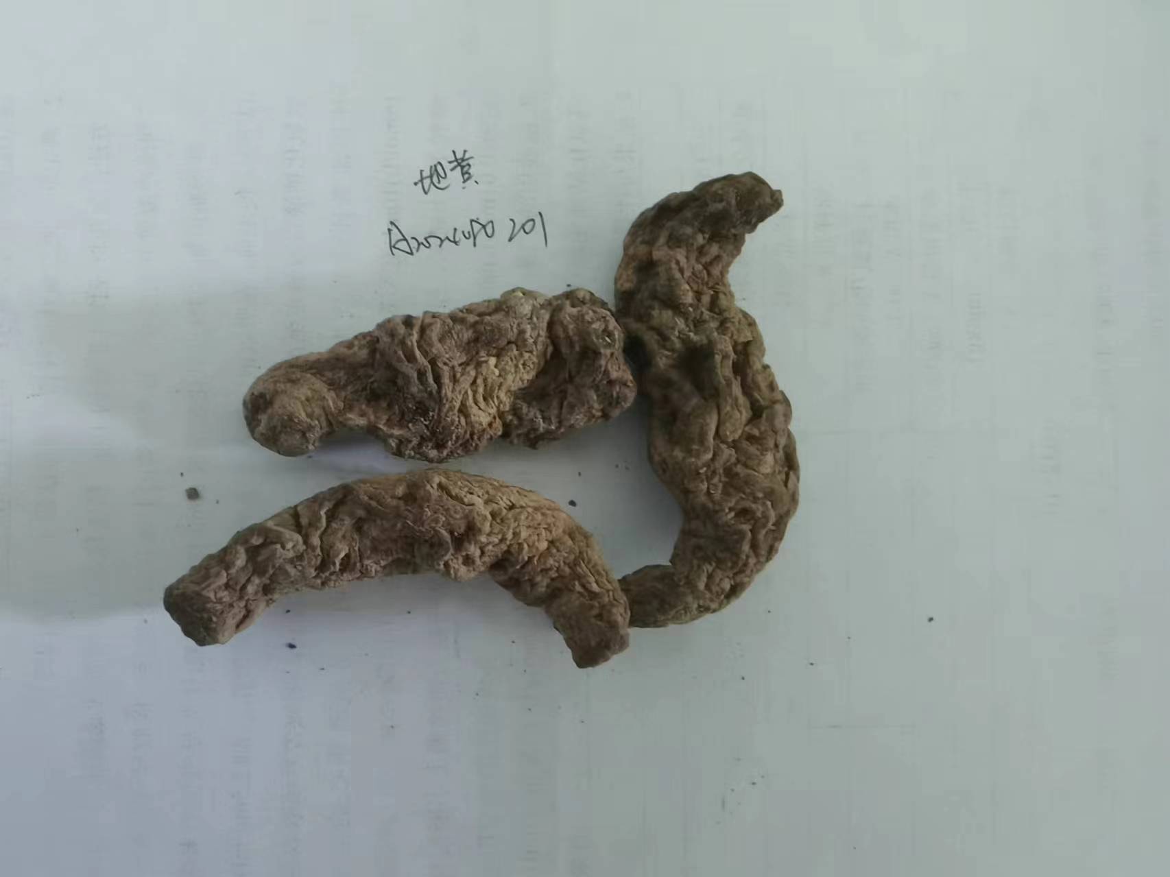 地黄